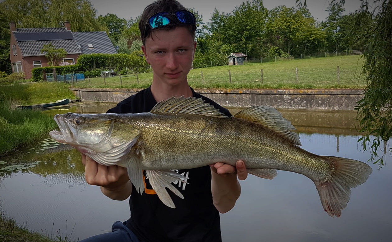 Zander