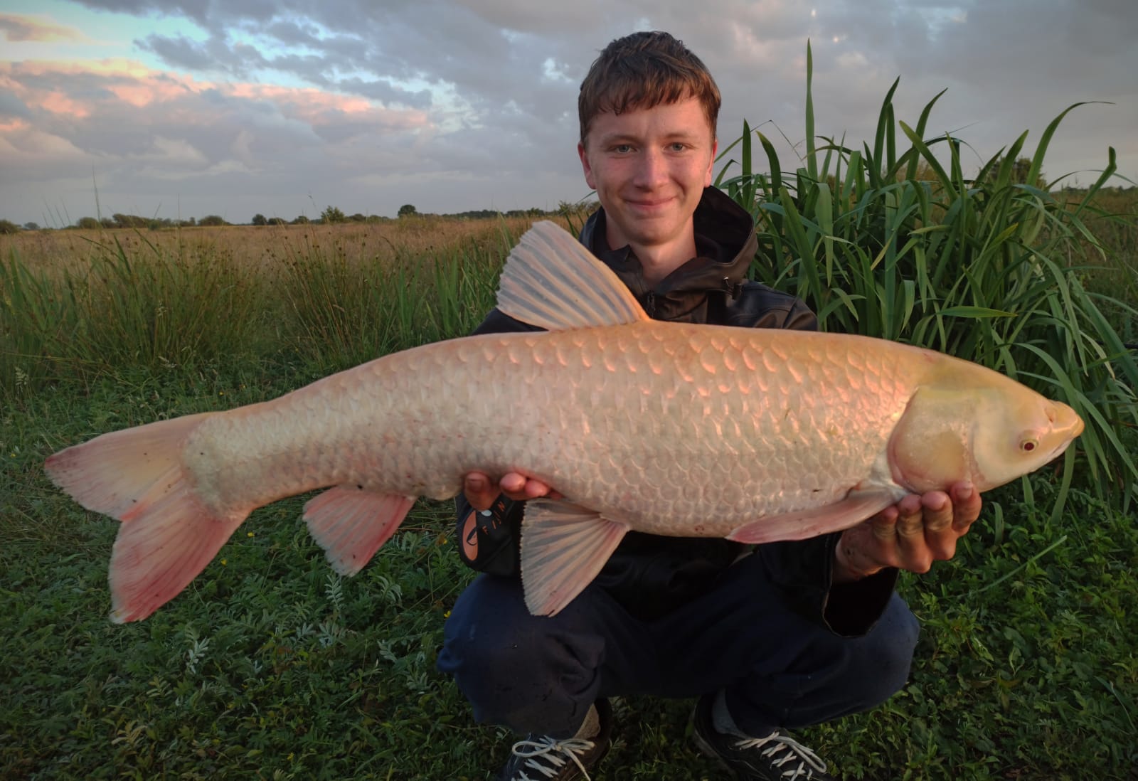 Albino-Graskarpfen 84cm